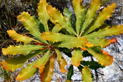 Tropical Banksia (Banksia dentata)