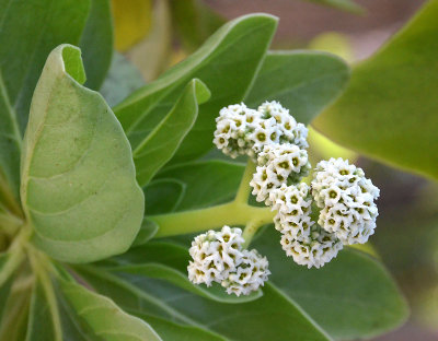 Argusia (Argusia argentea)