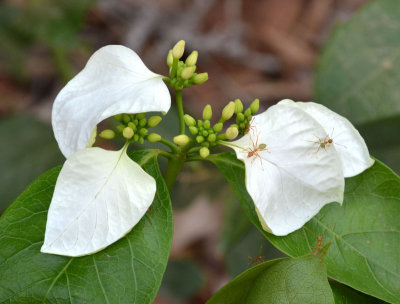 Ada-A Morinda (Morinda reticulata)