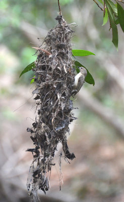 Large-billed Gerygone at nest