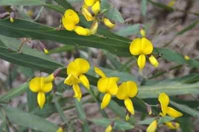 Bossiaea (Bossiaea armitii)
