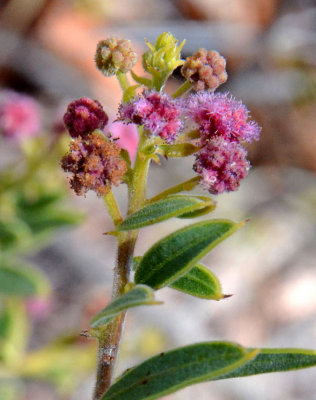 Purple-flowered Wattle (Acacia purpureopetala)