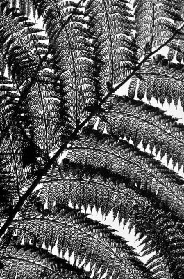 tree fern frond