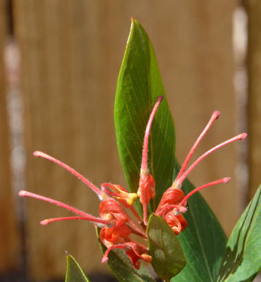 Mt Misery Grevillea (Grevillea glossadenia)