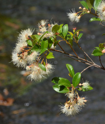 Creek Lillypilly (Acmena smithii)
