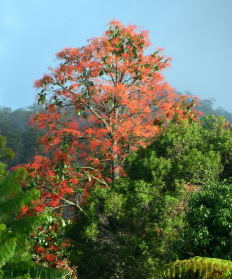 Flame Tree (Brachychiton acerifolius)
