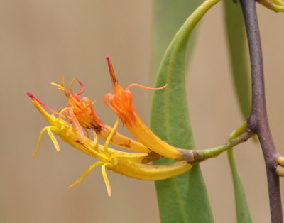 a mistletoe (Dendrophthoe glabrescens)