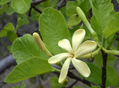 Native Gardenia (Larsenaikia ochreata)