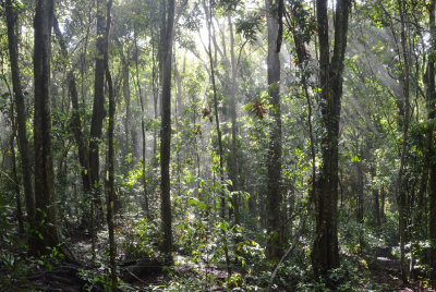 Mabi rainforest
