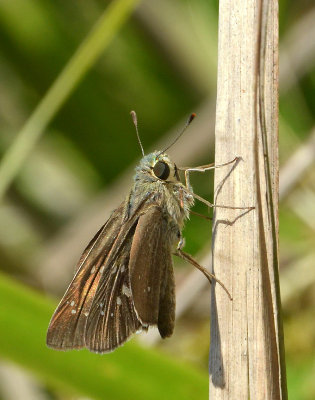 Lyell's Swift