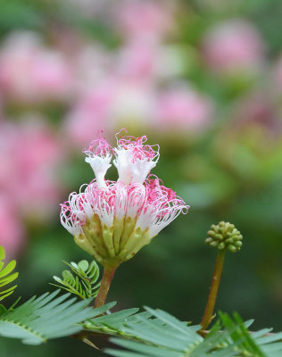 Pink Powder-puff (Calliandra surinamensis)