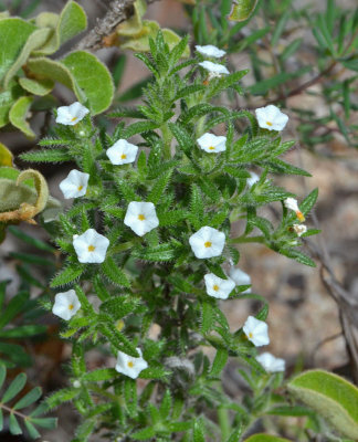 White Heliotrope (Heliotropium peninsulare)