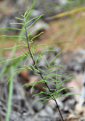 a rock fern (Cheilanthes nitida)