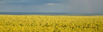 Cape savanna shower