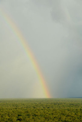 Cape rainbow