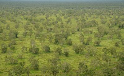 eucalypt open woodland