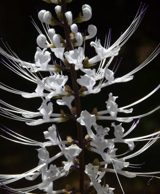 Whisker Plant (Orthosiphon aristatus)