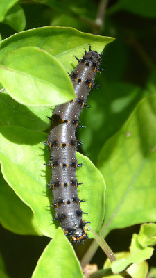 Blue Argus caterpillar