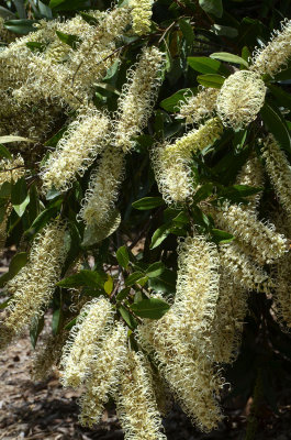 Ivory Curl (Buckinghamia celsissima)