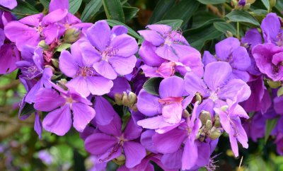 Glory Tree (Tibouchina sp)