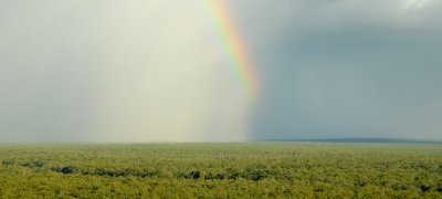 savanna rainbow