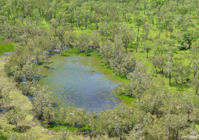 paperbark (freshwater) wetland
