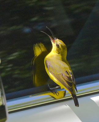 Olive-backed Sunbird female