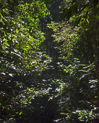 inside the rainforest