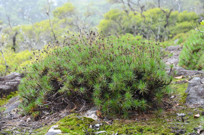 Resurrection Plant (Borya septentrionalis)