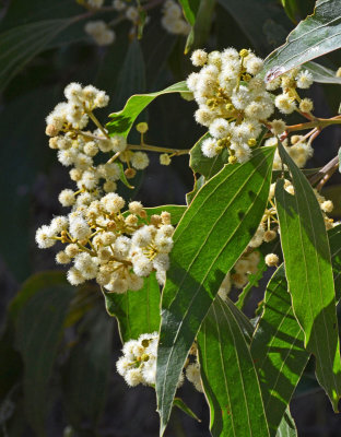 Primrose Wattle (Acacia flavescens)