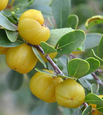 Quinine Berry (Petalostigma banksii)