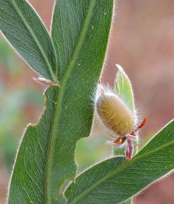 Leptosema oxylobioides