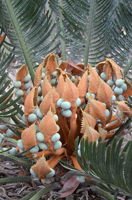 Irvinebank Cycad (Cycas platyphylla)