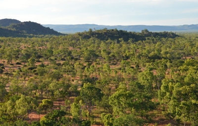 eucalypt savanna landscape