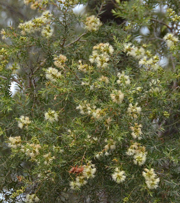Black Tea-tree (Melaleuca bracteata)