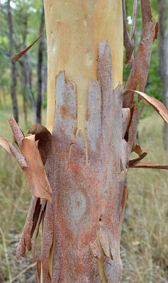 Poplar Gum (Eucalyptus platyphylla)