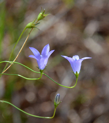 Tufted Bluebell (Wahlenbergia communis)