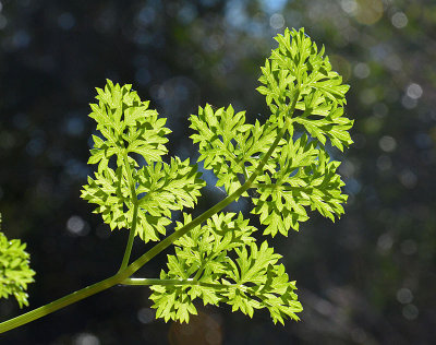 morning parsley