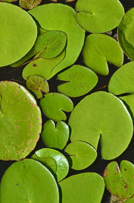 waterlilies