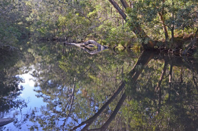 Walsh River reflections