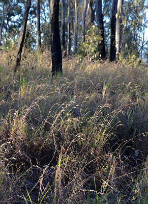 Kangaroo Grass