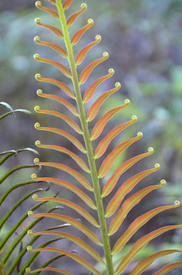 frond