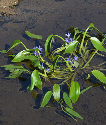 Blue Hyacinth (Monochoria cyanea)
