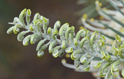 Grevillea