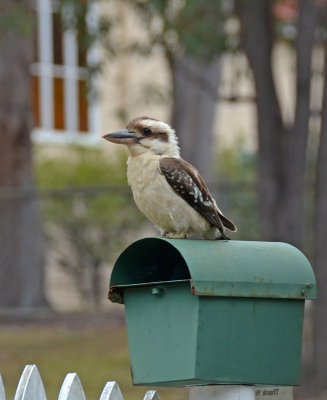 letterbox bird