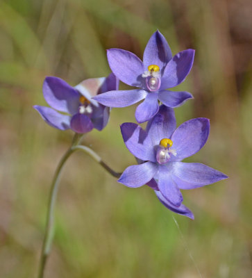 sun-orchid (Thelymitra sp)