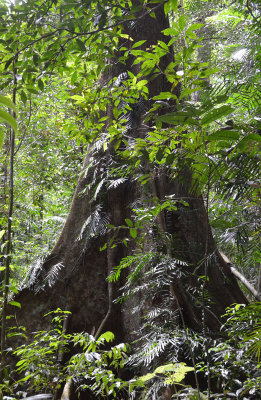 tropical rainforest tree