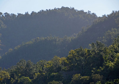 forested hills