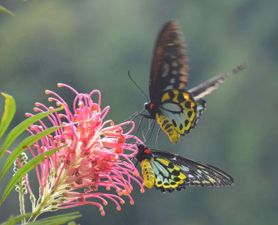 Cairns Birdwings