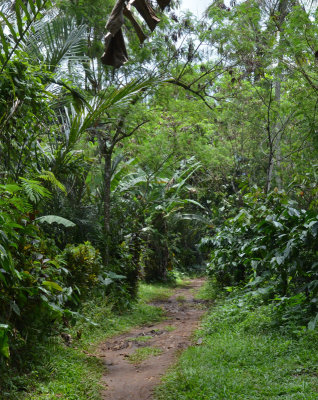 # Bali - the food forest #